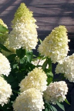 Sweet Summer Panicle Hydrangea - 3 Gallon Pot -Plant Lover House Shop hydrangea paniculata sweet summer 2