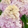 Sweet Summer Panicle Hydrangea - 3 Gallon Pot -Plant Lover House Shop hydrangea paniculata sweet summer 6