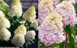 Sweet Summer Panicle Hydrangea - 3 Gallon Pot -Plant Lover House Shop hydrangea paniculata sweet summer 7