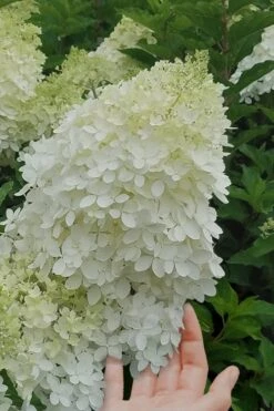 Phantom Hydrangea - 1 Gallon Pot -Plant Lover House Shop hydrangea phantom 20 2