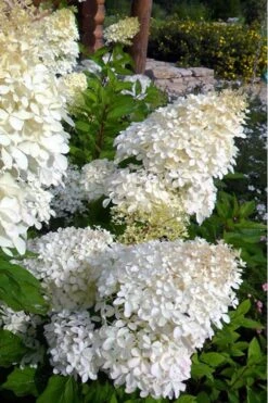 Phantom Hydrangea - 1 Gallon Pot -Plant Lover House Shop hydrangea phantom 500x750 3
