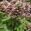 Queen Of Hearts Oakleaf Hydrangea - 3 Gallon Pot 2 Queen Of Hearts Oakleaf Hydrangea - 3 Gallon Pot -Plant Lover House Shop hydrangea queen of hearts oakleaf 500x750 1