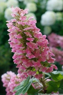 Gatsby Pink Oakleaf Hydrangea - 3 Gallon Pot -Plant Lover House Shop hydrangea quercifolia gatsby pink 7