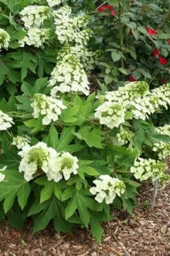 Pee Wee Dwarf Oakleaf Hydrangea - 2 Gallon Pot -Plant Lover House Shop hydrangea quercifolia pee wee oakleaf 1 2