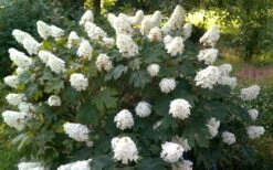 Queen Of Hearts Oakleaf Hydrangea - 3 Gallon Pot -Plant Lover House Shop hydrangea quercifolia queen of hearts 4