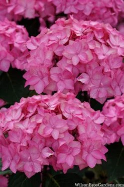 Let's Dance 'Can Do' Hydrangea - 3 Gallon Pot -Plant Lover House Shop hydrangea serrata lets dance can do 2