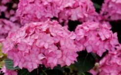 Let's Dance 'Can Do' Hydrangea - 3 Gallon Pot -Plant Lover House Shop hydrangea serrata lets dance can do 3