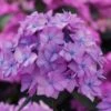 Let's Dance 'Can Do' Hydrangea - 3 Gallon Pot -Plant Lover House Shop hydrangea serrata lets dance can do 5