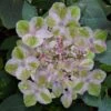 Painters Pallet Hydrangea - 1 Gallon Pot -Plant Lover House Shop hydrangea serrata painters palette 1