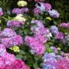 Preziosa Multi Color Hydrangea - 3 Gallon Pot -Plant Lover House Shop hydrangea serrata preziosa 100