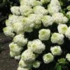 Silver Dollar Hydrangea - 1 Gallon Pot -Plant Lover House Shop hydrangea silver dollar 1 1