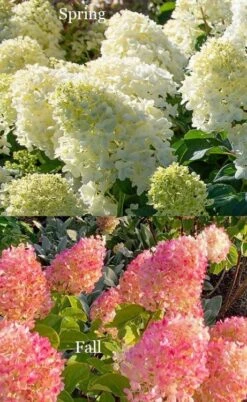 Silver Dollar Hydrangea - 1 Gallon Pot -Plant Lover House Shop hydrangea silver dollar 4 1