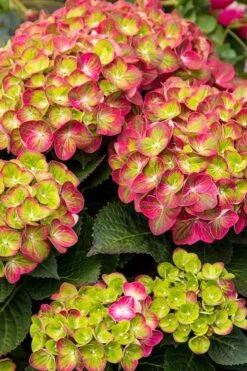 Tilt-A-Swirl Hydrangea - 3 Gallon Pot - SALE -Plant Lover House Shop hydrangea tilt a whirl 500x750 2