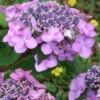 Twist-N-Shout Endless Summer Hydrangea - 1 Gallon Pot -Plant Lover House Shop hydrangea twist n shout 12