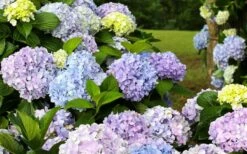 Dear Dolores Hydrangea - 1 Gallon Pot 12 Dear Dolores Hydrangea - 1 Gallon Pot -Plant Lover House Shop hydrangea20dear20delores