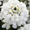 Snowsation Candytuft - 1 Gallon Pot -Plant Lover House Shop iberis snowsation candytuft 1