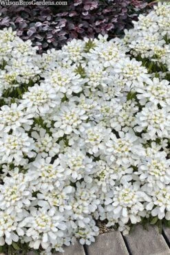 Snowsation Candytuft - 1 Gallon Pot -Plant Lover House Shop iberis snowsation candytuft 2