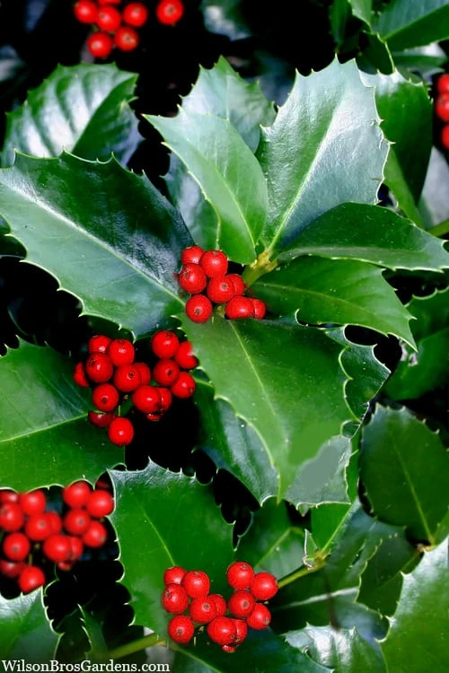 Emily Bruner Pyramidal Holly - 7 Gallon Pot (4-5') 3 Emily Bruner Pyramidal Holly - 7 Gallon Pot (4-5')