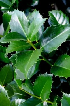 Emily Bruner Pyramidal Holly - 7 Gallon Pot (4-5') 14 Emily Bruner Pyramidal Holly - 7 Gallon Pot (4-5') -Plant Lover House Shop ilex emily bruner holly tree 103