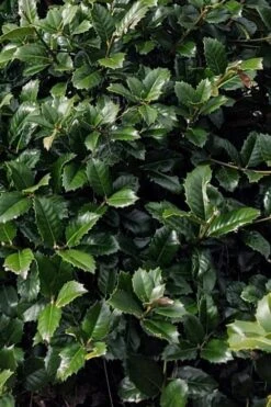 Emily Bruner Pyramidal Holly - 7 Gallon Pot (4-5') 16 Emily Bruner Pyramidal Holly - 7 Gallon Pot (4-5') -Plant Lover House Shop ilex emily bruner holly tree 104