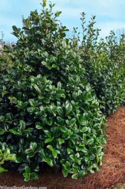 Emily Bruner Pyramidal Holly - 7 Gallon Pot (4-5') 13 Emily Bruner Pyramidal Holly - 7 Gallon Pot (4-5') -Plant Lover House Shop ilex emily bruner holly tree 105
