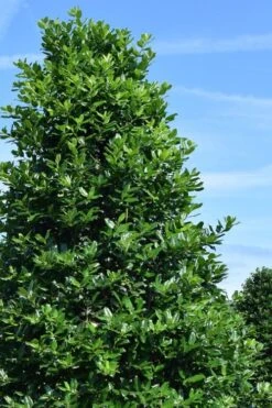 Nellie R. Stevens Holly - 7 Gallon Pot (3-4') -Plant Lover House Shop ilex nellie r stephens holly tree 1