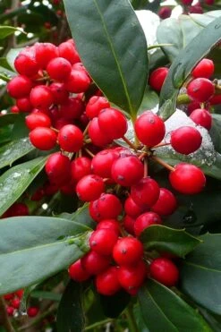 Nellie R. Stevens Holly - 7 Gallon Pot (3-4') -Plant Lover House Shop ilex nellie r stevens holly tree berries 11