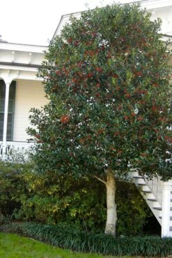 Nellie R. Stevens Holly - 7 Gallon Pot (3-4') -Plant Lover House Shop ilex nellie r stevens holly tree berries tree 12