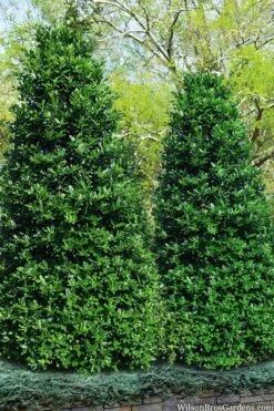 Nellie R. Stevens Holly - 7 Gallon Pot (3-4')