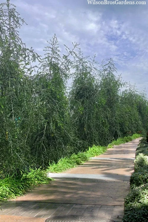 Weeping Yaupon Holly (Ilex Vomitoria 'Pendula') - 7 Gallon Pot (7-8') 6 Weeping Yaupon Holly (Ilex Vomitoria 'Pendula') - 7 Gallon Pot (7-8') - Image 4