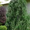 Weeping Yaupon Holly (Ilex Vomitoria 'Pendula') - 7 Gallon Pot (7-8') -Plant Lover House Shop ilex vomitoria pendula weeping yaupon holly tree 4