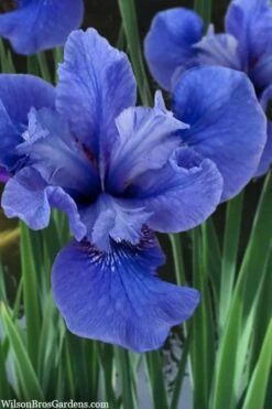 Cote D'Azur Siberian Iris - 1 Gallon Pot -Plant Lover House Shop iris siberica cote d azur 3