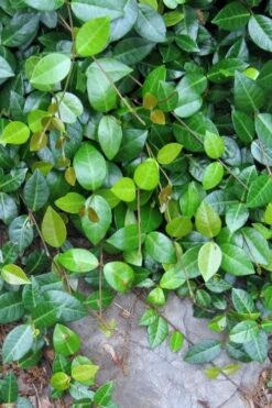 Asian Jasmine (Trachelospermum Asiaticum) - 36 Pack Of 3.5" Pint Pots -Plant Lover House Shop jasmine asian 10 1