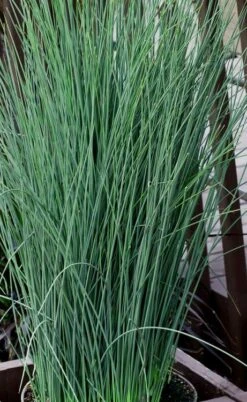 Blue Dart Rush (Juncus) - 10 Pack Of Quart Pots -Plant Lover House Shop juncus blue dart rush 3