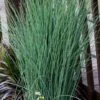 Blue Dart Rush (Juncus) - 10 Pack Of Quart Pots -Plant Lover House Shop juncus blue dart rush 4