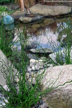 Big Twister Giant Corkscrew Rush (Juncus Effusus) - 1 Gallon Pot 12 Big Twister Giant Corkscrew Rush (Juncus Effusus) - 1 Gallon Pot -Plant Lover House Shop juncus effusus big twister 100