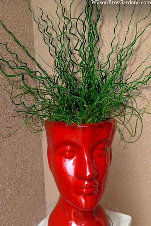 Big Twister Giant Corkscrew Rush (Juncus Effusus) - 1 Gallon Pot 3 Big Twister Giant Corkscrew Rush (Juncus Effusus) - 1 Gallon Pot