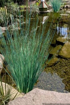 Blue Arrows Rush (Juncus Inflexus) - 1 Gallon Pot -Plant Lover House Shop juncus inflexus blue arrows rush 21 1