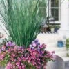 Blue Arrows Rush (Juncus Inflexus) - 5 Pack Of Quart Pots -Plant Lover House Shop juncus inflexus blue arrows rush 23 1