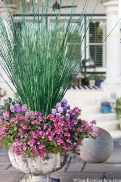 Blue Arrows Rush (Juncus Inflexus) - 5 Pack Of Quart Pots