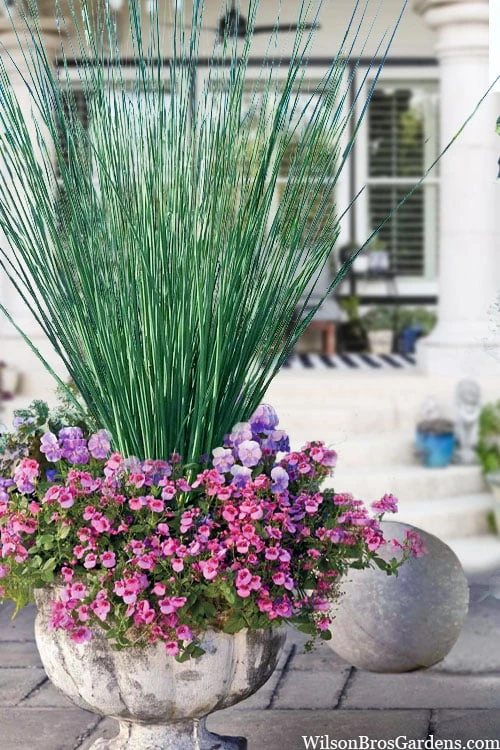 Blue Arrows Rush (Juncus Inflexus) - 5 Pack Of Quart Pots 3 Blue Arrows Rush (Juncus Inflexus) - 5 Pack Of Quart Pots