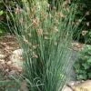 Elk's Blue California Gray Rush (Juncus Patens) - 1 Gallon Pot -Plant Lover House Shop juncus patens elk blue california rush 10