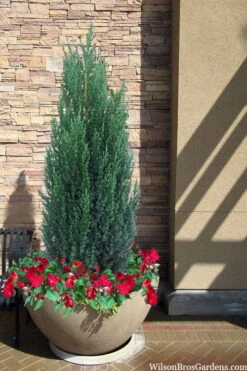 Blue Point Juniper - 3 Gallon Pot -Plant Lover House Shop juniper blue point 21