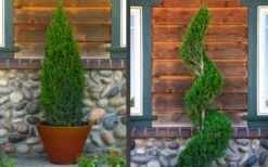 Spartan Juniper - 6 Pack Of 1 Gallon Pots -Plant Lover House Shop juniper20spartan202 2