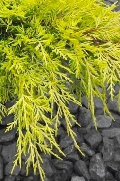 Gold Lace Juniper - 6 Pack Of 1 Gallon Pot -Plant Lover House Shop juniperus chinensis gold lace juniper 3 1