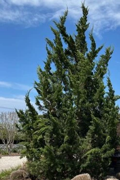 Kaizuka Twisted Juniper - 3 Gallon Pot -Plant Lover House Shop juniperus chinensis kaizuka twisted juniper 5