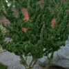Kaizuka Twisted Juniper - 3 Gallon Pot -Plant Lover House Shop juniperus chinensis kaizuka twisted juniper 7