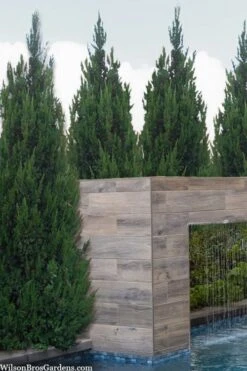 Spartan Juniper - 6 Pack Of 1 Gallon Pots -Plant Lover House Shop juniperus chinensis spartan columnar juniper 20 2