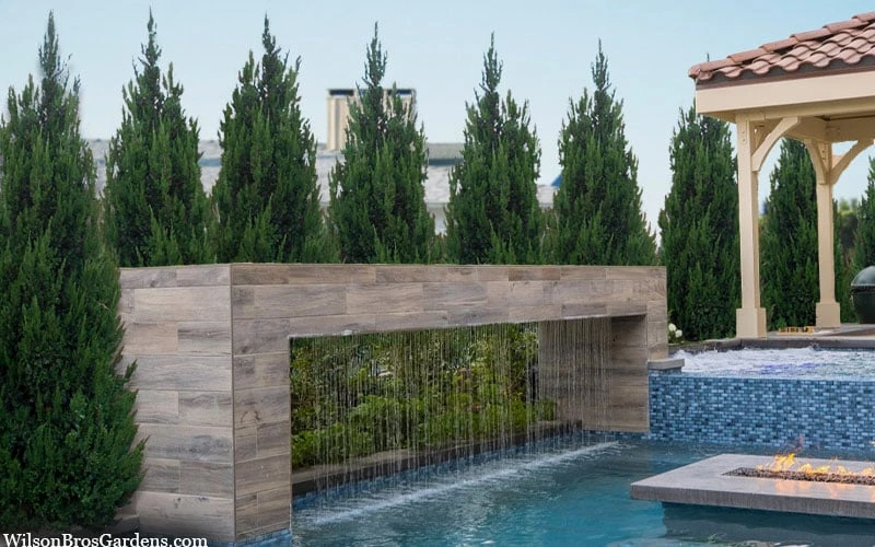 Spartan Juniper - 1 Gallon Pot 6 Spartan Juniper - 1 Gallon Pot - Image 4