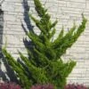 Hollywood Torulosa Juniper - 1 Gallon Pot -Plant Lover House Shop juniperus chinensis torulosa hollywood 100 1